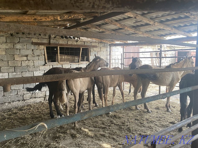 Selling horses, thai 6 heads Pavlodar - photo 2