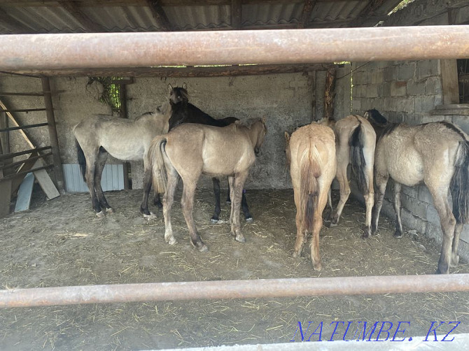 Selling horses, thai 6 heads Pavlodar - photo 3