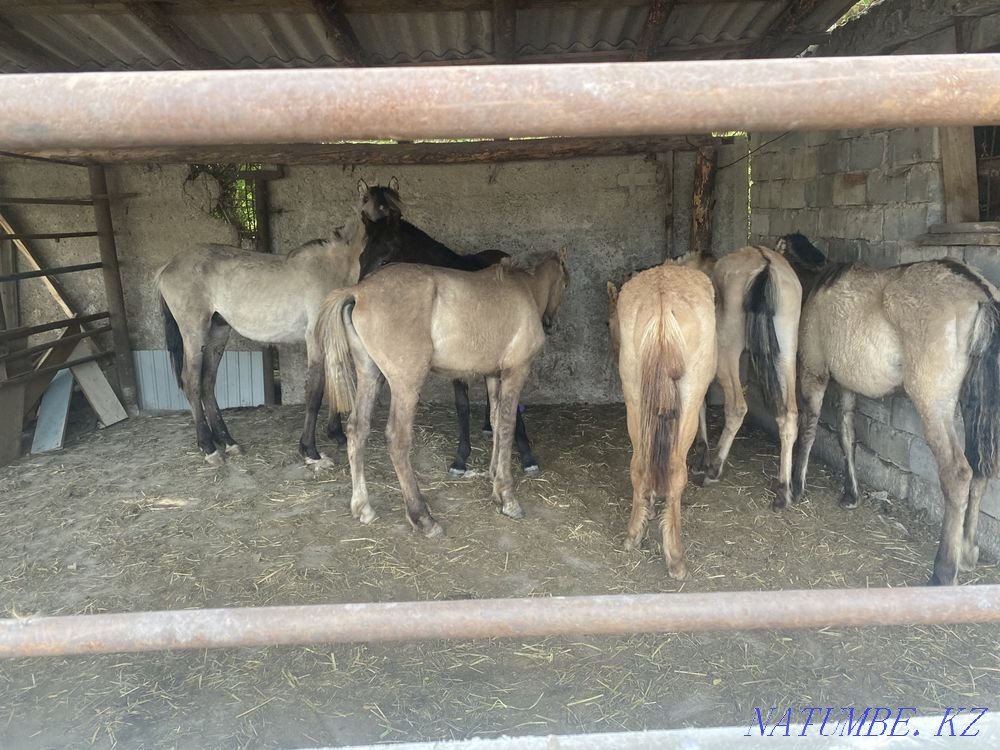 Selling horses, thai 6 heads Pavlodar - photo 3