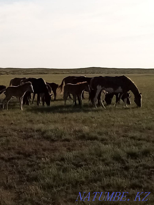 horses for sale Нуркен - photo 3