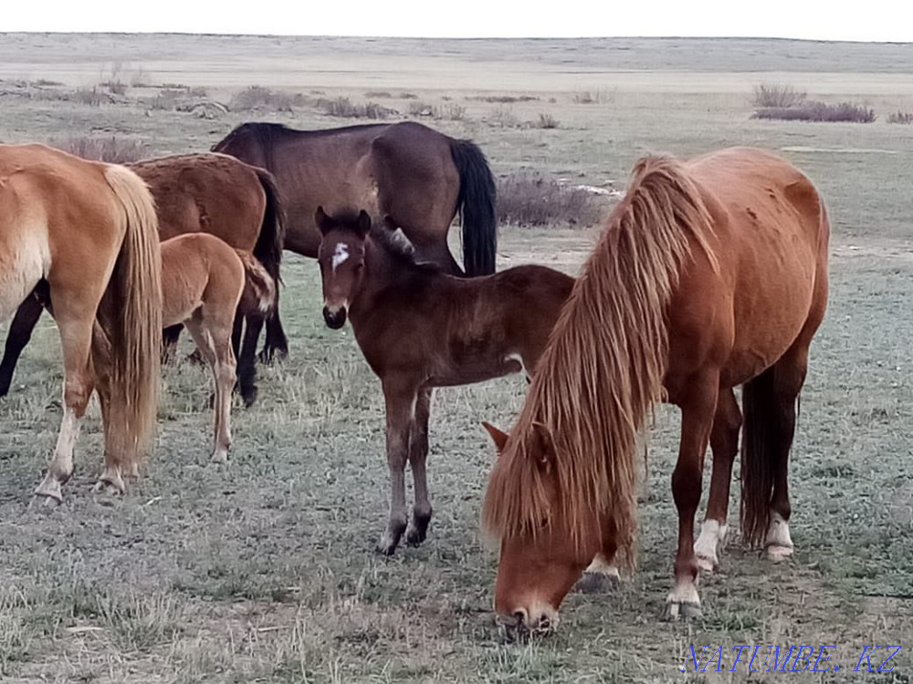 horses for sale Нуркен - photo 1