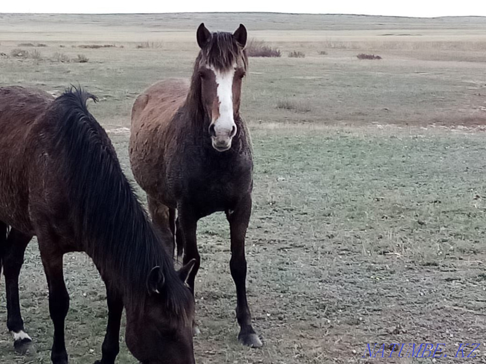 horses for sale Нуркен - photo 2