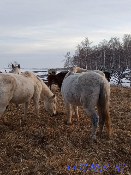 Продаются лошади! Ат сатылады. Петропавловск - изображение 1