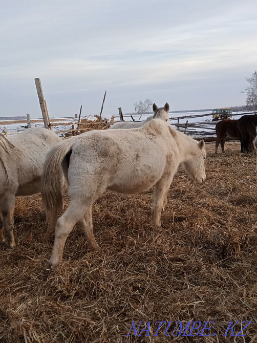 Продаются лошади! Ат сатылады. Петропавловск - изображение 2