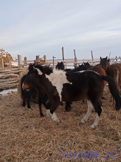 Продаются лошади! Ат сатылады. Петропавловск - изображение 5