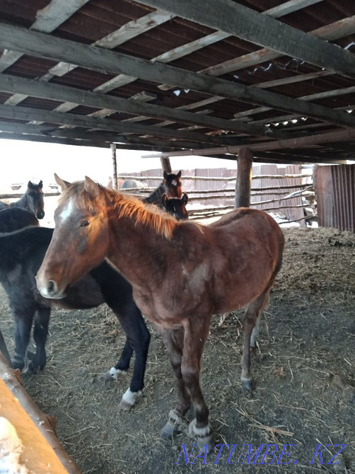 Продаются лошади! Ат сатылады. Петропавловск - изображение 6