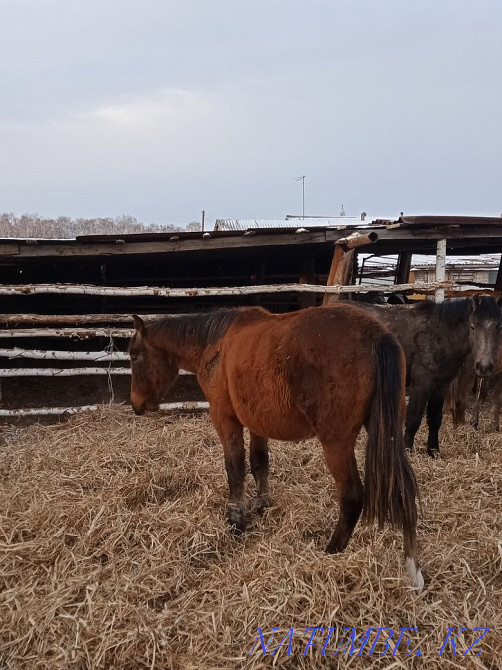 Продаются лошади! Ат сатылады. Петропавловск - изображение 4