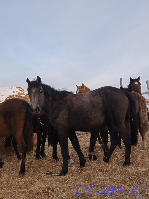 Продаются лошади! Ат сатылады. Петропавловск - изображение 3