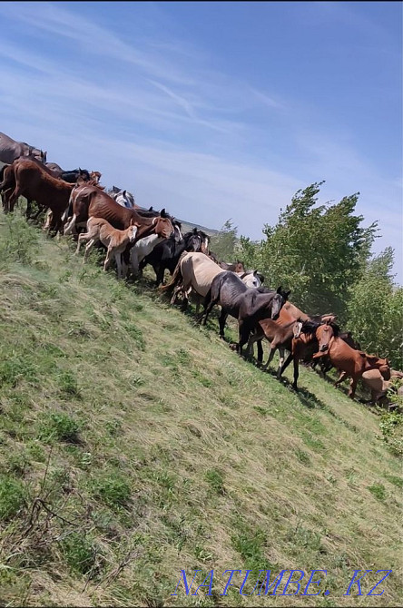 Urgently selling Horse with Taichik! Astana - photo 1