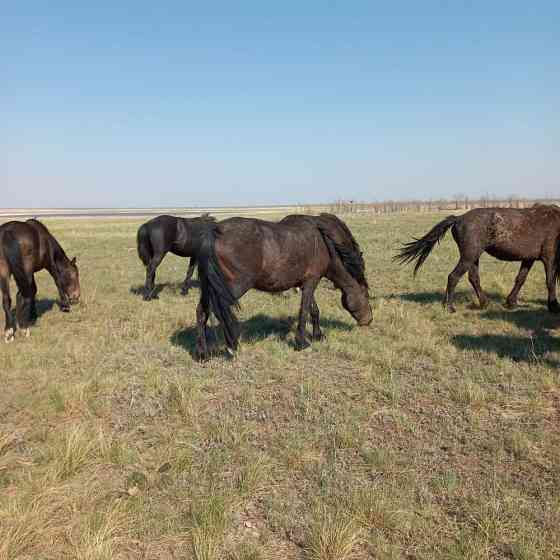 Продам лошадей Павлодар