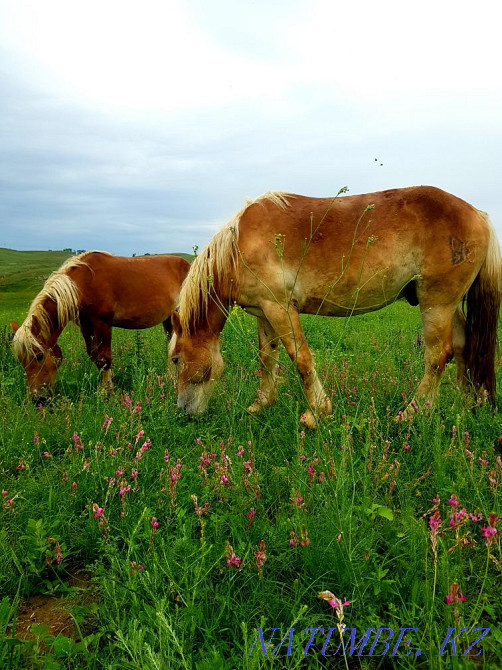 horses horses horses  - photo 1