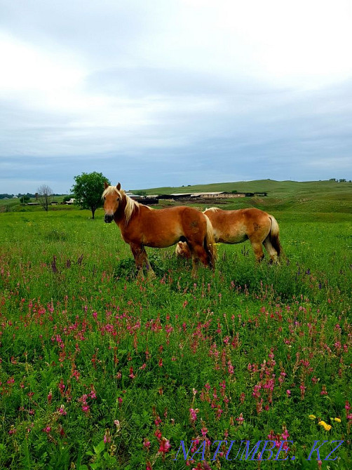 horses horses horses  - photo 7