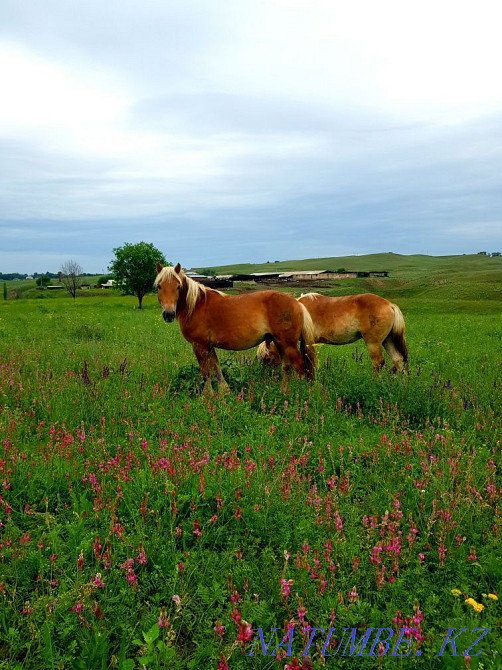 horses horses horses  - photo 4