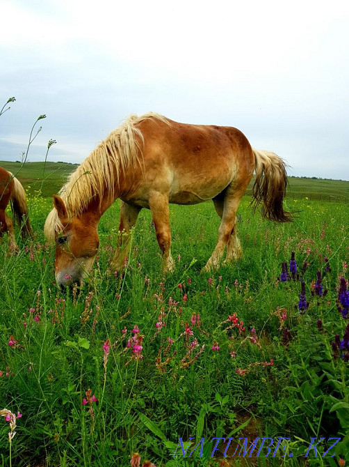 horses horses horses  - photo 2