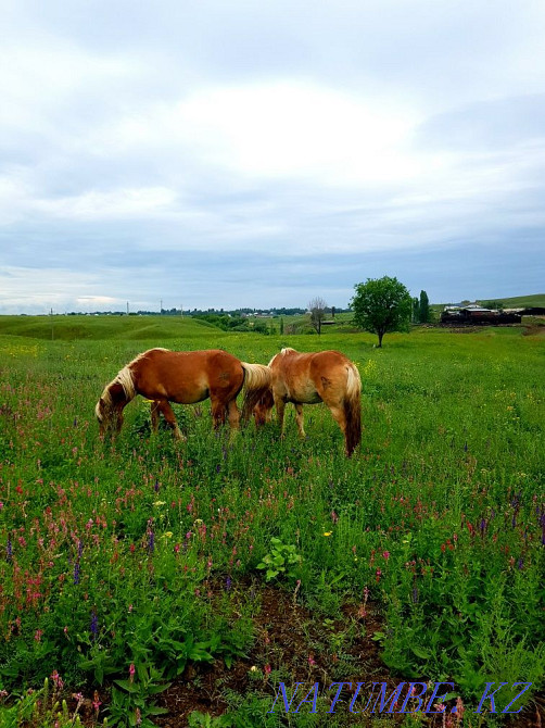 horses horses horses  - photo 6