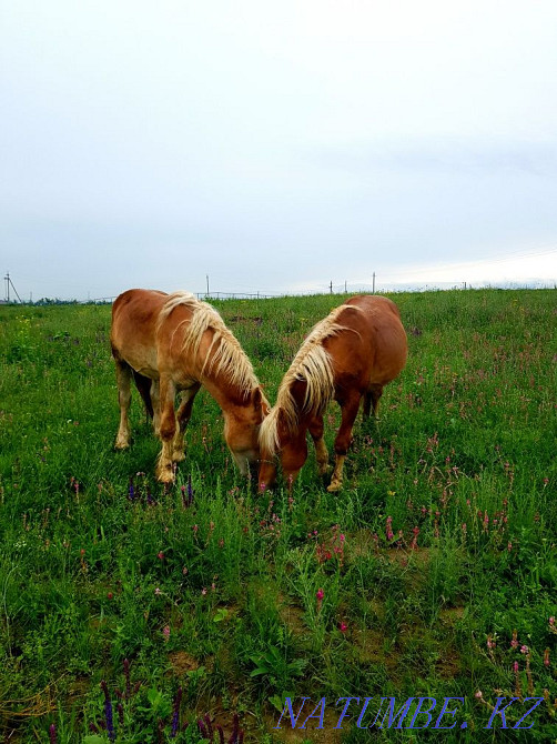 horses horses horses  - photo 8