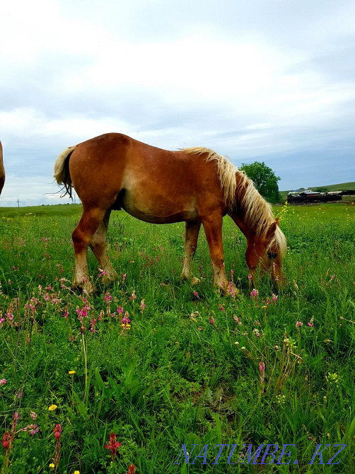 horses horses horses  - photo 3