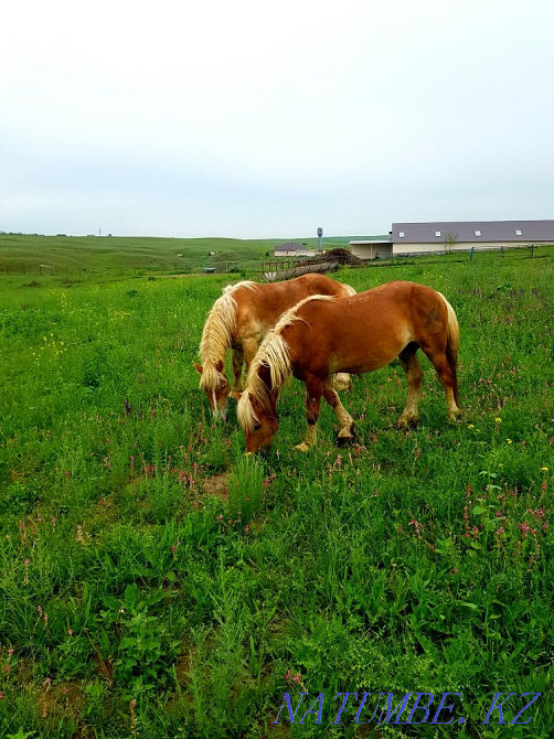 horses horses horses  - photo 5