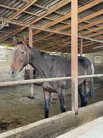 лошади лошади лошади лошади  Алматы