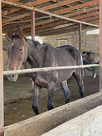 лошади лошади лошади лошади Almaty