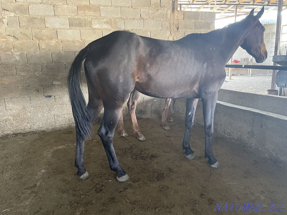 horses horses horses horses Almaty - photo 4