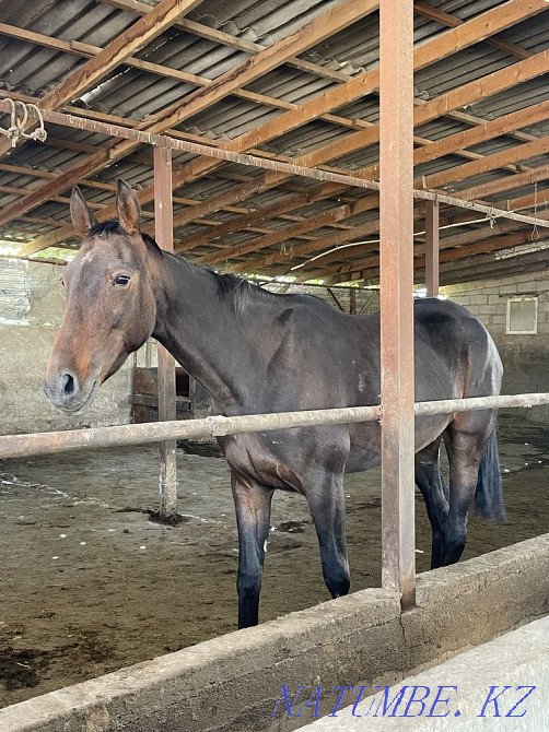 horses horses horses horses Almaty - photo 1