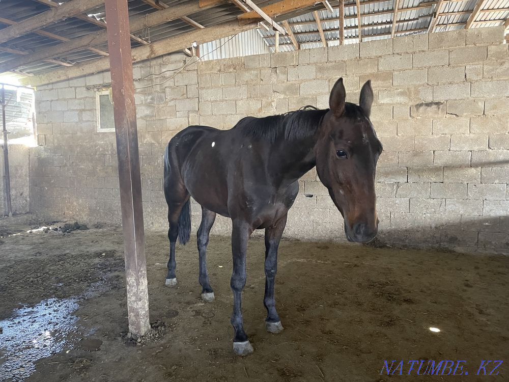 horses horses horses horses Almaty - photo 5