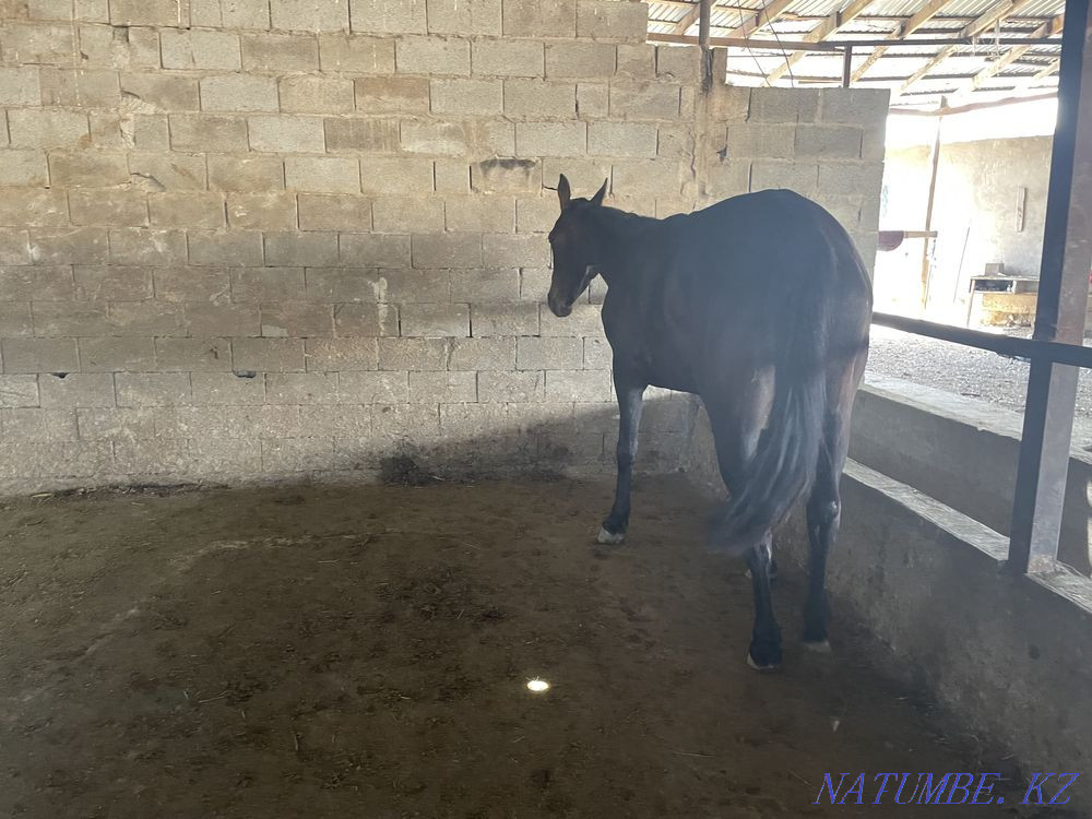 horses horses horses horses Almaty - photo 3