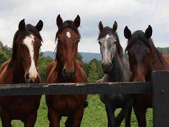 Продажа лошадей, продажа лошади, лошадь ,лошади Астана