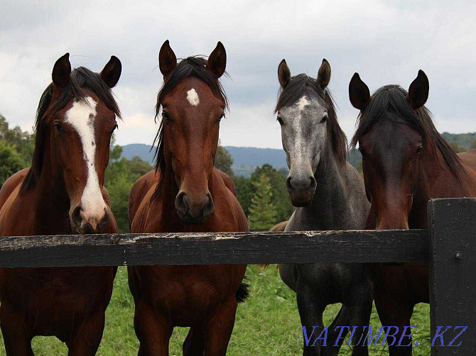 Продажа лошадей, продажа лошади, лошадь ,лошади Астана - изображение 1
