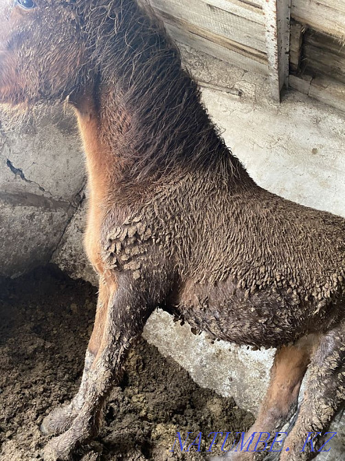 Fat horses, riding horses in Atbasar  - photo 2