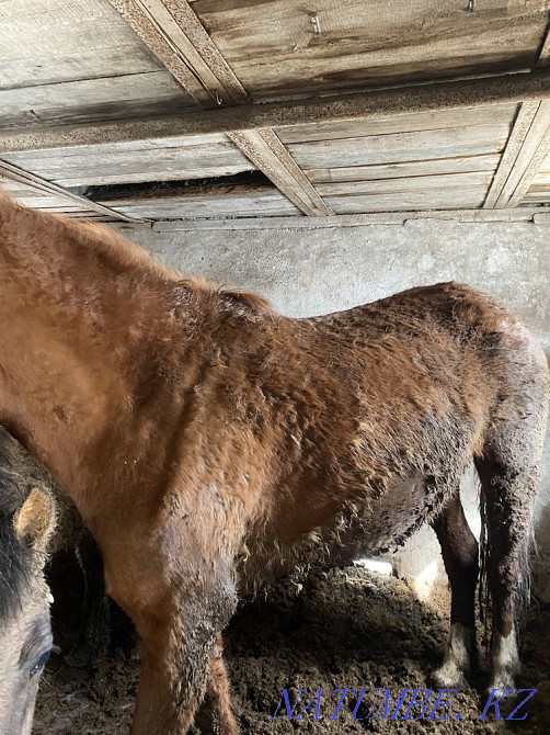 Fat horses, riding horses in Atbasar  - photo 5