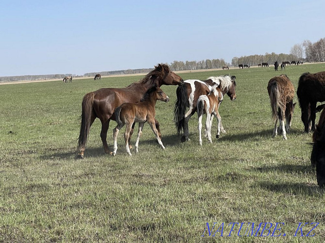 Horses wholesale or retail Красный яр - photo 3