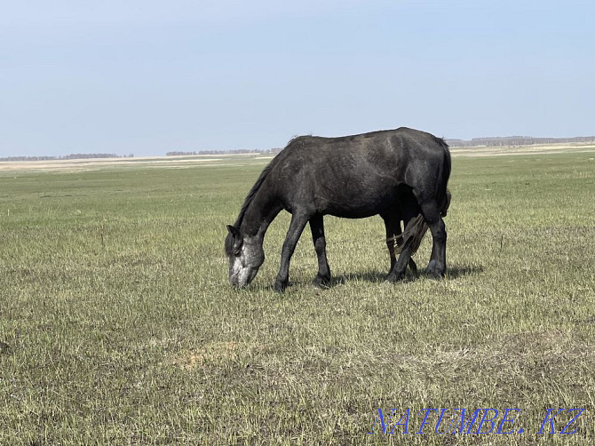 Horses wholesale or retail Красный яр - photo 4