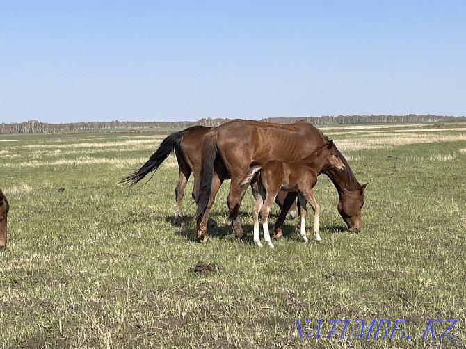 Horses wholesale or retail Красный яр - photo 6