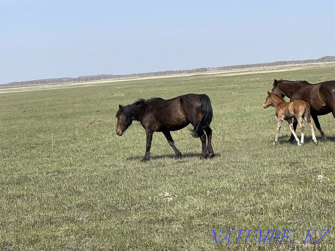 Horses wholesale or retail Красный яр - photo 5