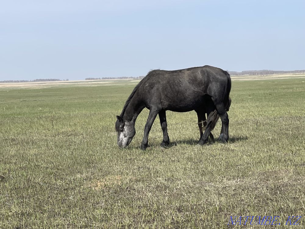Horses wholesale or retail Красный яр - photo 4