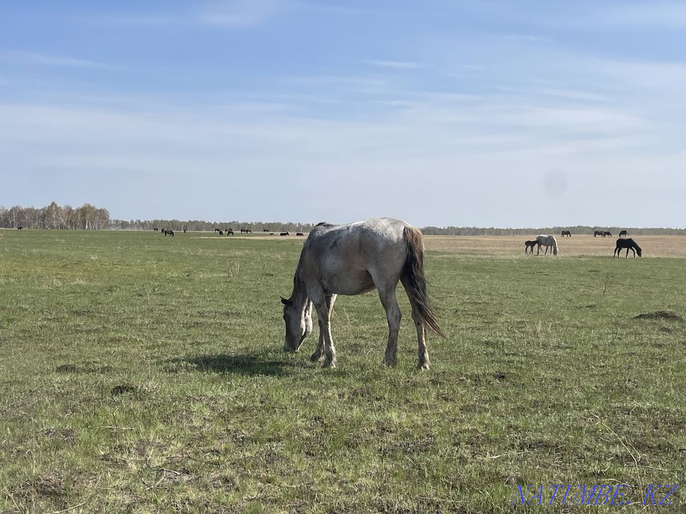 Horses wholesale or retail Красный яр - photo 1