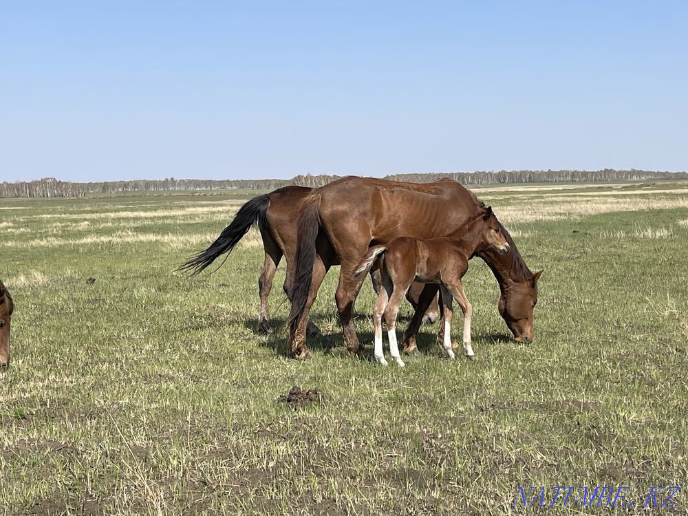 Horses wholesale or retail Красный яр - photo 6