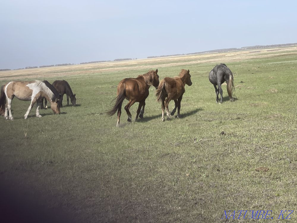 Horses wholesale or retail Красный яр - photo 2