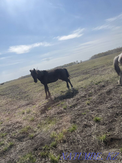 Horses wholesale or retail Красный яр - photo 7
