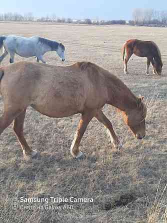 Жыл?ы, лошади Petropavlovsk