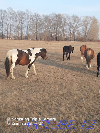 Zhyl?s, horses Petropavlovsk - photo 1