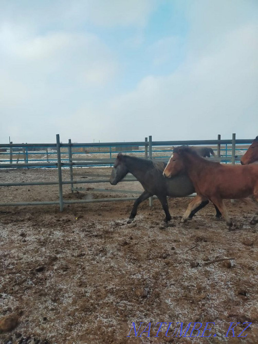 Zhylky/Horses Aqtobe - photo 1