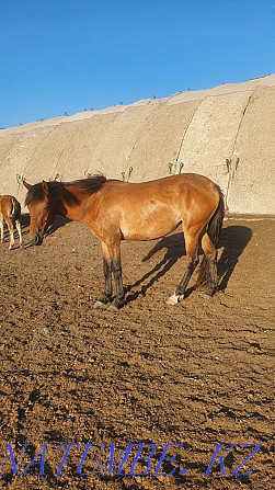 Horses, Baital, Donen Чапаево - photo 3