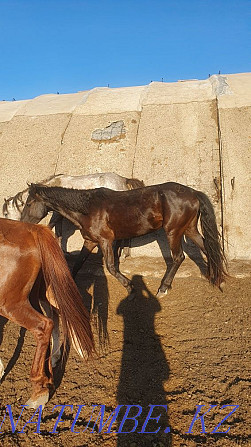 Horses, Baital, Donen Чапаево - photo 5