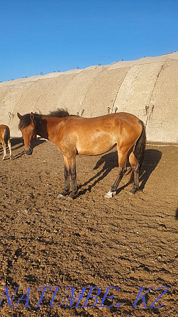 Horses, Baital, Donen Чапаево - photo 1