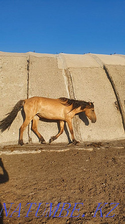 Лошади, байтал, донен Чапаево - изображение 6