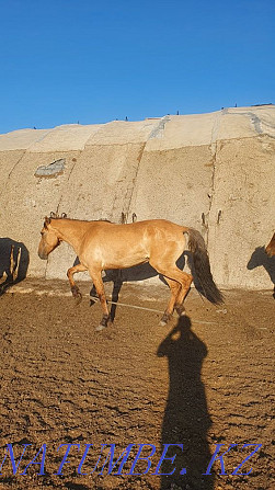 Лошади, байтал, донен Чапаево - изображение 2