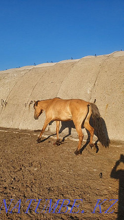 Лошади, байтал, донен Чапаево - изображение 4